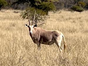 Fish Eagles View - on game farm close to pilansberg