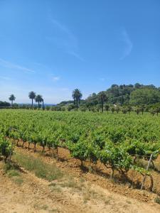 Golfe de Saint Tropez Terrasses de Sylvabelle Gigaro