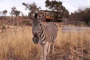Luxury Treehouse on Bronberg Ridge - Bronkhorstspruit