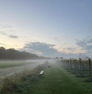 Erve Zonnehoeve Minicamping en Wijngaard