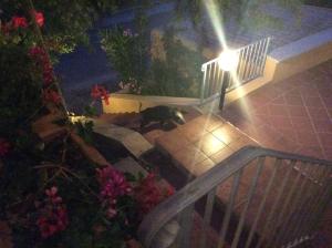 Villetta Vista Mare img11