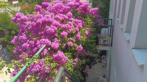 Zagradge IN Apartments