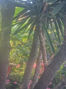 Kouros Villa and Apartment