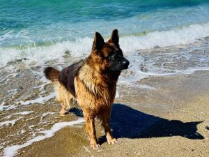 Ferienwohnungen Seehund und Muschel - Urlaub mit Hund