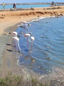 Salt Lake Apartament Torrevieja