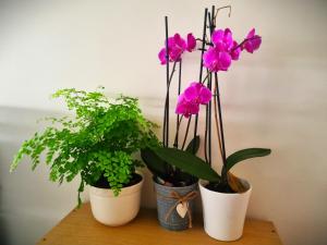 Sejours chez l'habitant Chambre spacieuse a Sartrouville : photos des chambres