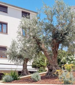 Apartmani Senka 