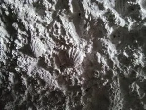 Les Coquillages - Loches-sur-Ource