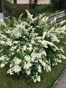 Villa Lucia appartamento Fiore