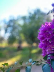 A casa d Irene - 科罗皮