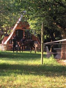 romanticTerrebio
