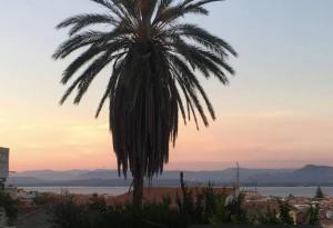 Palma e Boungaville img20