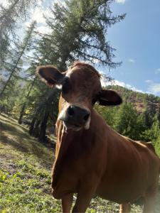 Chalets Hotel Chalet du Bon Air : photos des chambres