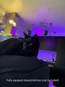 Funkadelic Retreat Transylvania, private room&bath in shared apartment with host&cat