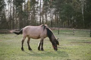 Osada Popowo Zajazd Jan - Dobrzyń nad Wisłą