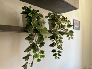 House Garden 44 - 15 minutes from Vatican Museums