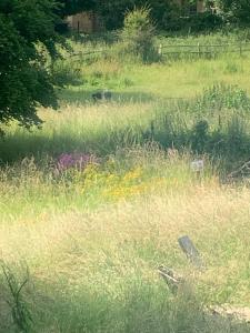 Spindle Tree Glamping near Brighton