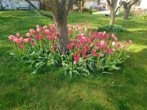 Ideal sleepover place Odrlice No 5