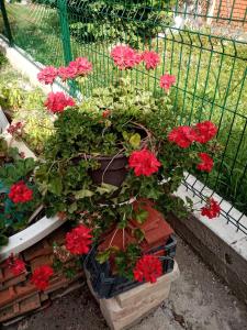 Milica Apartmani