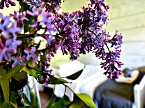 Pensjonat Laworta Ski