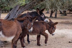 Casa da Azeitona e Bolota T2 - Monte do Serrado de Baixo