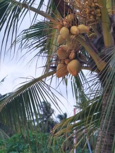 Beach Lily Dhigurah