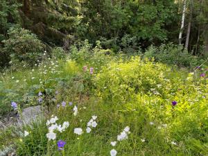 Summer House with Sauna on Beautiful Island