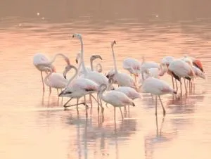 Villa MARY - Torre Colimena