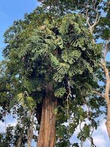 Sacha Wasi Eco-Condominium