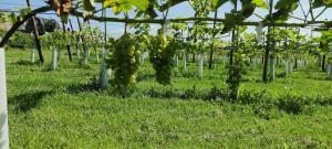 Halte Sint-Gerlach Holiday Home