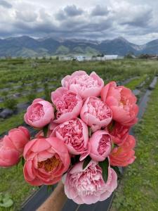 Farm Stay 8 Miles N Of Bozeman With Stunning Mountain Views And Great Sunsets!