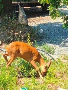 Mini casa appartamento chambre dhotes La Rovere