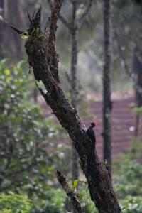 Stayvista at Coffee & Mist Luxury Villa - Comp Breakfast, Pvt Pool,Bonfire