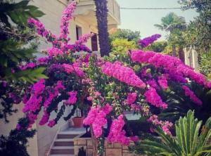 Apartments White House