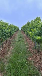 Villas Le Refuge d-Alienor at Domaine Le Touran near Saint Emilion : photos des chambres