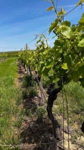 Villas Le Refuge d-Alienor at Domaine Le Touran near Saint Emilion : photos des chambres