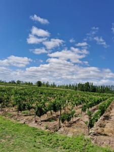 glamping en el viñedo