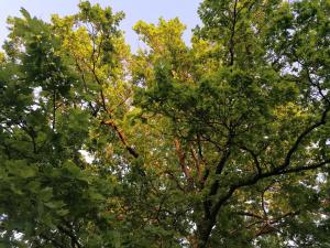 Po šimtamečiais ąžuolais