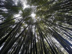 Hotels Logis Hotel Restaurant Le Domaine de la Regaliere : Chambre Familiale Supérieure