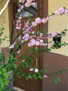 Lviv-centre apartments Gorodotska 44