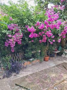 Old Town Green Oasis House