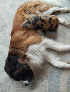 B&B / Chambres d'hotes Maison d'Hotes La Prevote : photos des chambres