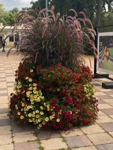 Cozy apartments in Bulduri