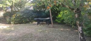 Maison et jardin Nantes Chantenay