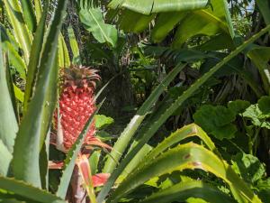 The Plantation Faial