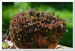 Golemi kamik Pirot Vlasi 4