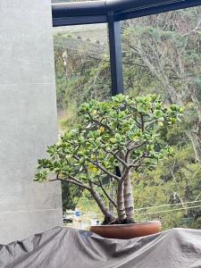 Apartamento aconchegante em Avelar