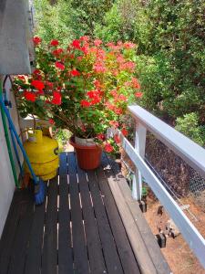 Hospedaje "EL colorado"