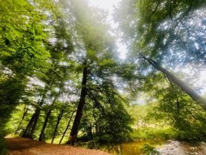 La balade en forêt - gîte 9 personnes en Ardenne