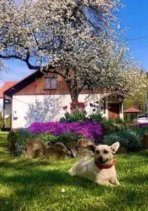 Kaczmarówka - Zahoczewie